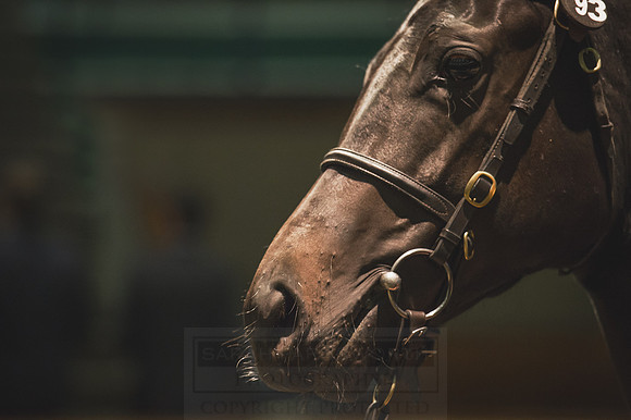 Goffs Orby 2015 -350