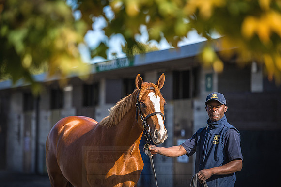 Goffs Orby 2015 -397