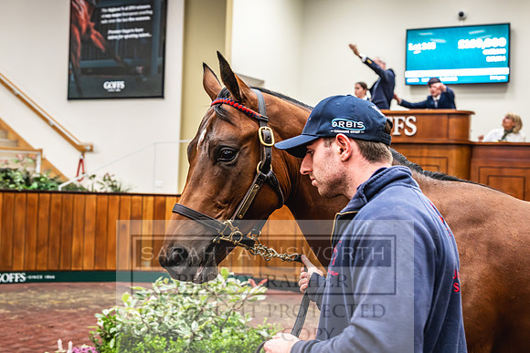 Goffs UK PY24-235