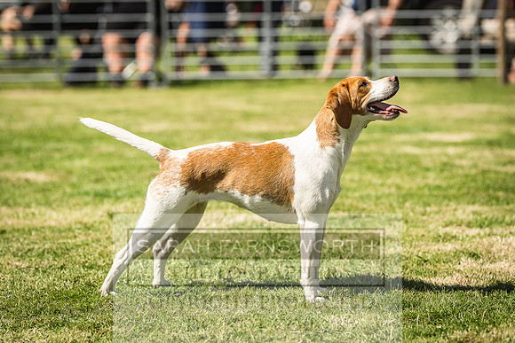 Rydal Hound Show 2022-161