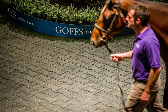Goffs Orby 2015 -571