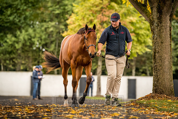 Goffs Orby 2018 Day 1-88