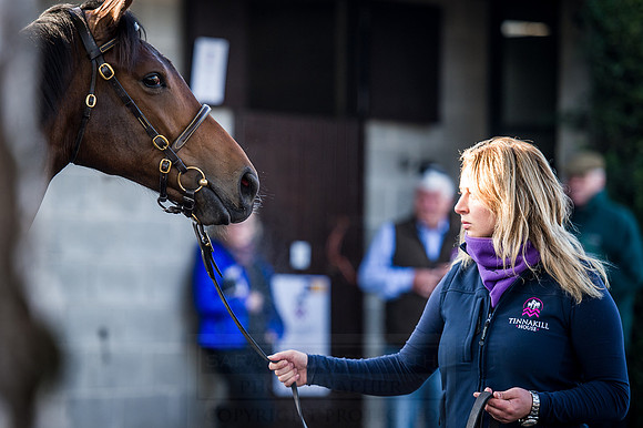 Goffs Orby 2015 -487