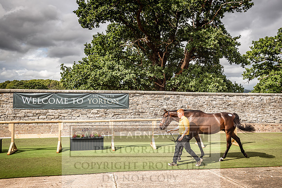Goffs Yorton Sale 2022-170