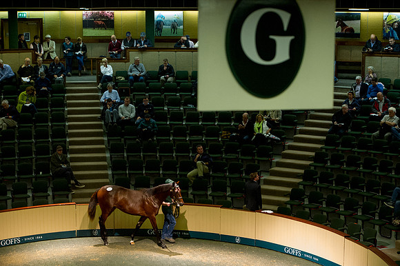 Goffs Orby14 CF7 072