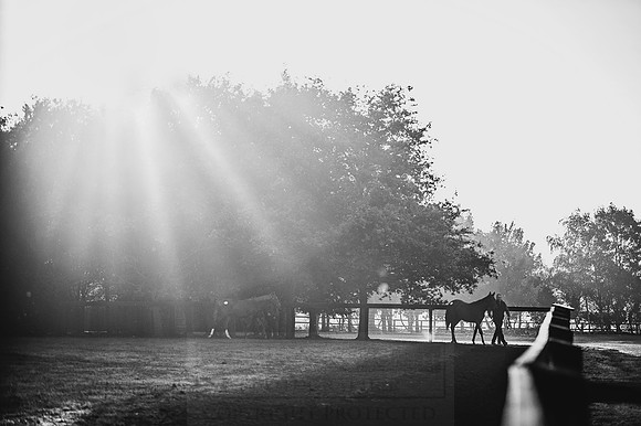 Goffs Orby 2015 -467 bw