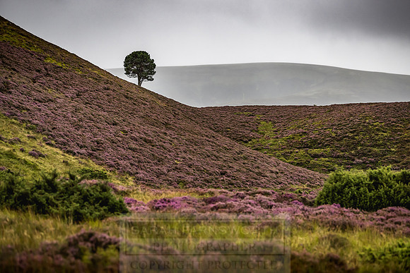 Cairngorms in summer-6
