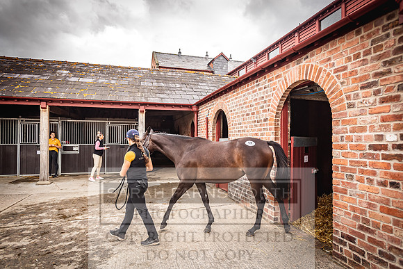 Goffs Yorton Sale 2022-98