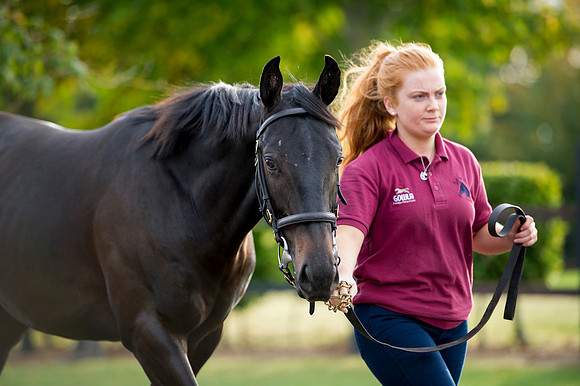 Goffs Orby14 CF1 262