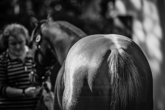 Goffs Orby 2015 -376 bw