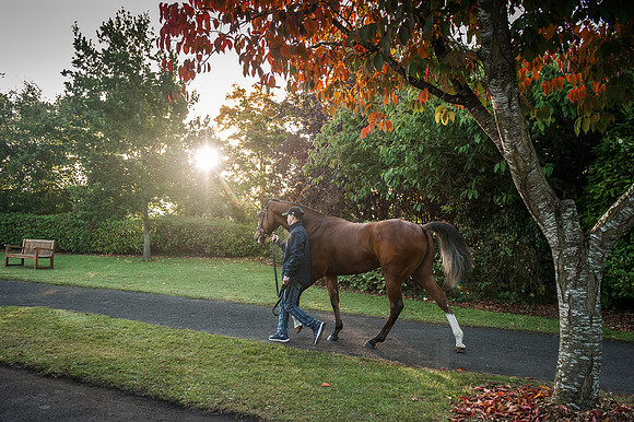 Goffs Orby 2015 -125