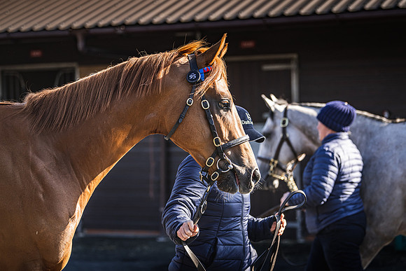 Goffs UK Breeze Up 2022-101