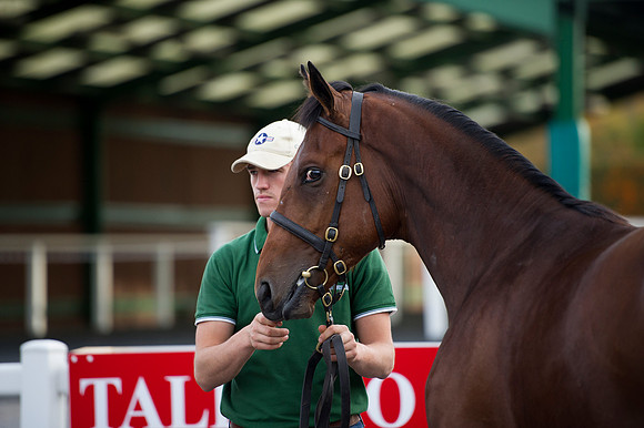 Goffs Orby14 CF1 099