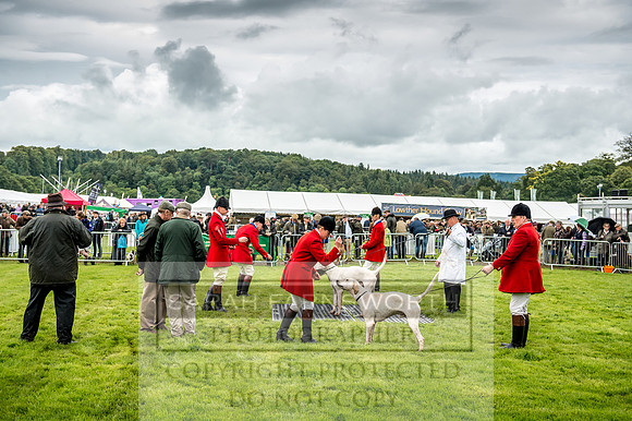 Lowther Hound Show 2017-38