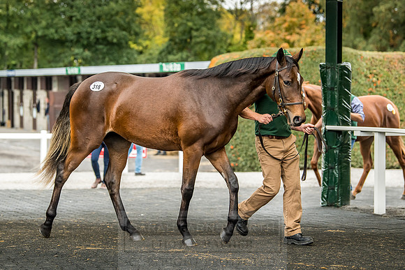 Goffs Orby 2018 Day 2-141