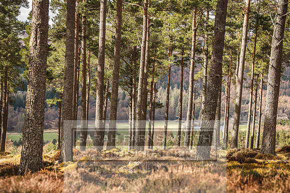 Purdey AW21-467
