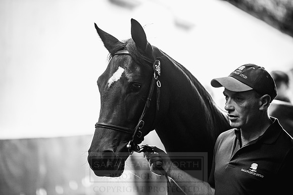Goffs Orby 2018 Day 2-155