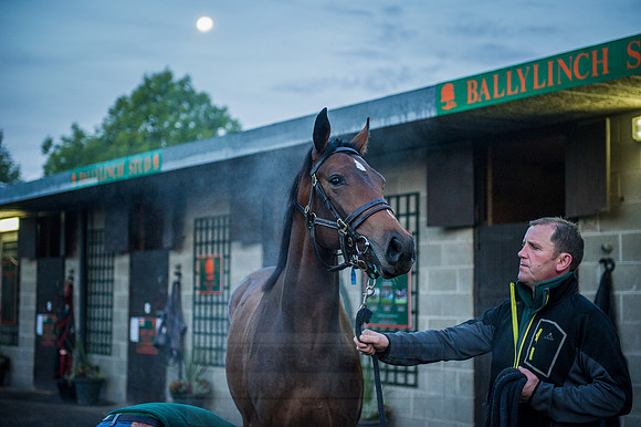Goffs Orby 2015 -65