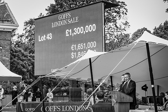 Goffs London Sale 2016-489
