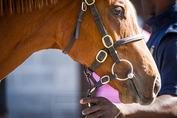Goffs Orby 2015 -415