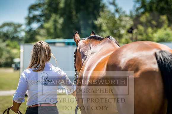 Goffs London Sale 2018-13