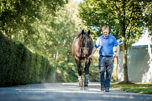 Goffs Orby 2015 -384