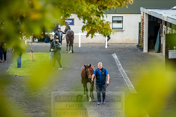 Goffs Orby 2018 Day 2-12
