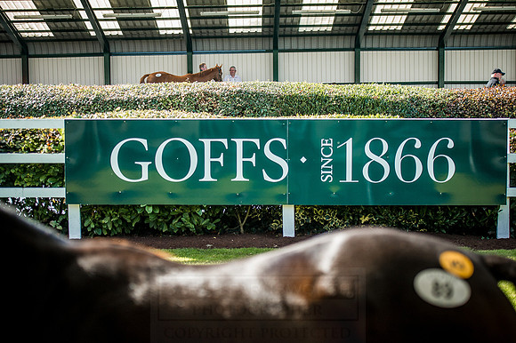 Goffs Orby 2015 -329