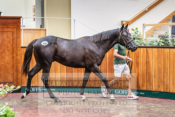 Goffs UK PY24-226
