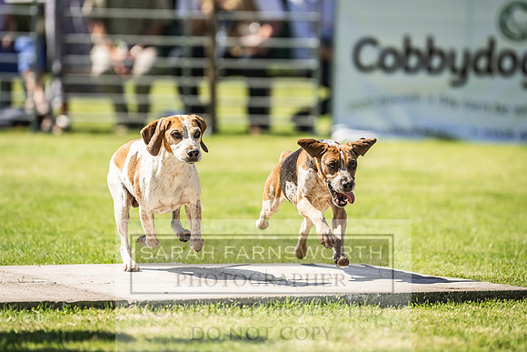 Rydal Hound Show 2022-72