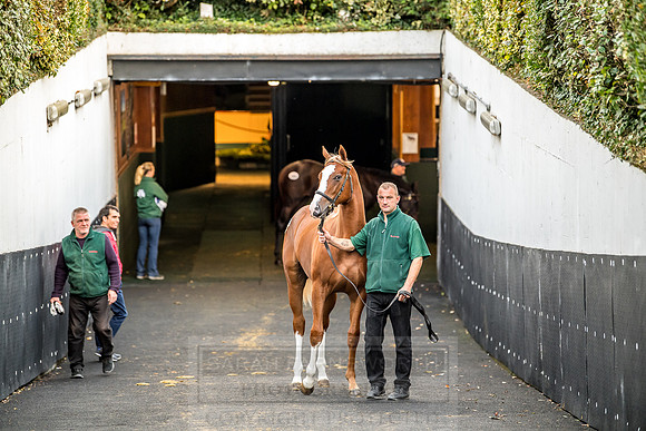 Goffs Orby 2018 Day 1-375