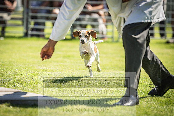 Rydal Hound Show 2022-154