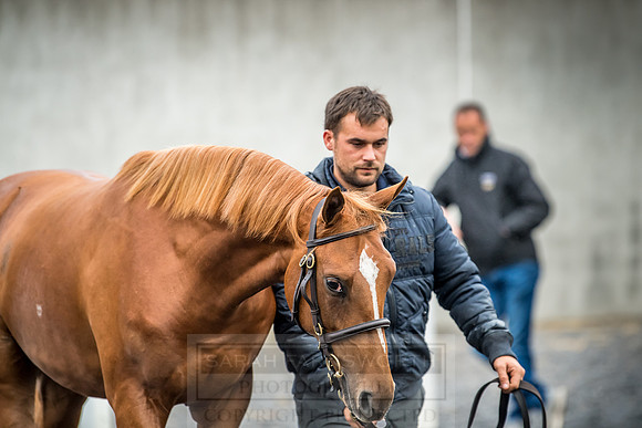 Goffs Orby 2018 Day 2-15