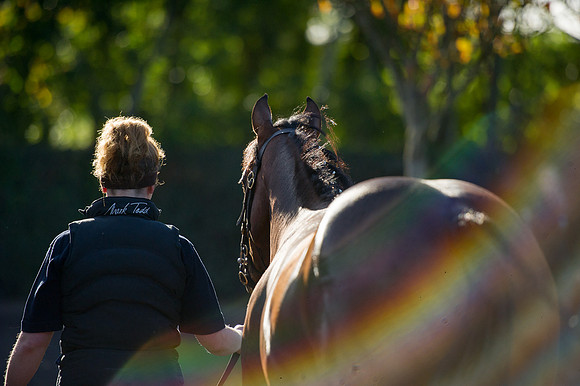 Goffs Orby14 CF7 249