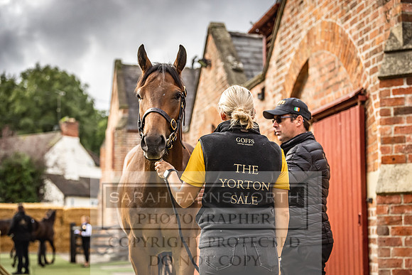 Goffs Yorton Sale 2022-26