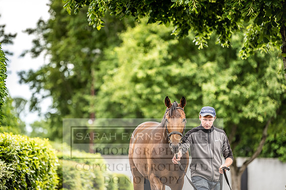 Goffs Land Rover Sale 2022-400