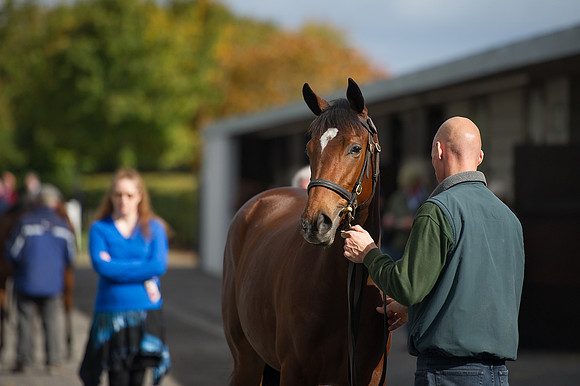 Goffs Orby14 CF10 212