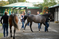 Goffs Orby14 CF1 067