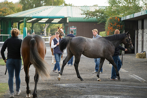 Goffs Orby14 CF1 067
