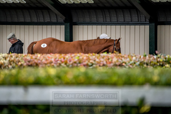 Goffs Orby 2018 Day 1-160