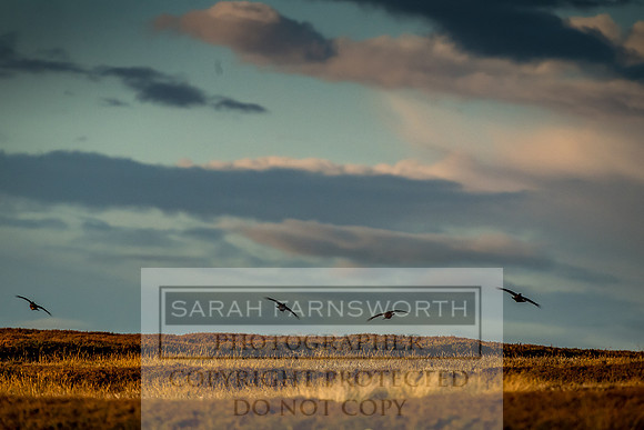 Grouse in Teesdale-62