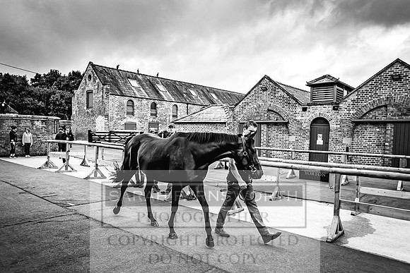 Goffs Yorton Sale 2022-7