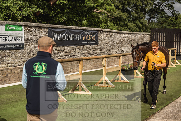 Goffs Yorton Sale 2022-182