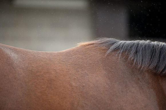 Goffs Orby14 CF5 524