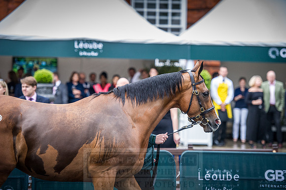 Goffs London Sale 2016-367