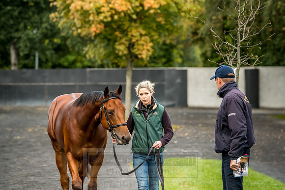 Goffs Orby 2018 Day 2-18