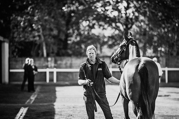 Goffs Orby 2015 -357 bw