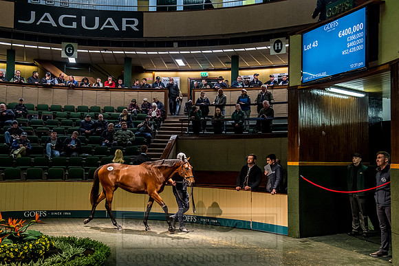 Goffs Orby 2018 Day 1-240