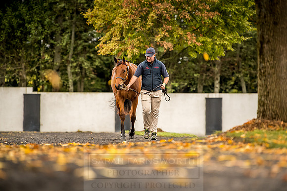 Goffs Orby 2018 Day 1-97
