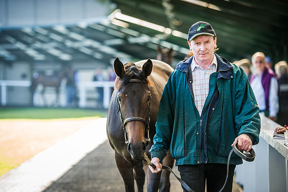 Goffs Orby 2015 -530